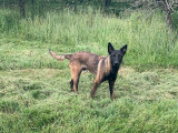 Chien adulte Berger Belge Malinois à réserver (LOF)