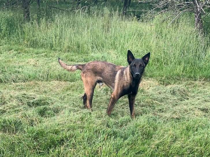 Chien adulte Berger Belge Malinois à réserver (LOF)