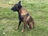 Chien adulte Berger Belge Malinois à réserver (LOF)
