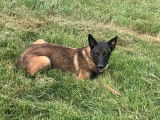 Chien adulte Berger Belge Malinois à réserver (LOF)