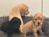 Chiots Cocker Anglais LOF disponibles à la vente