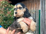 Chiots Cocker Anglais LOF disponibles à la vente