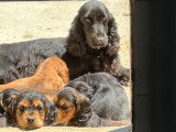 Chiots Cocker Anglais LOF disponibles à la vente