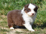4 chiots Berger Australien LOF à vendre