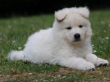 9 chiots Berger Blanc Suisse disponibles à l’achat (LOF)