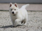 9 chiots Berger Blanc Suisse disponibles à l’achat (LOF)