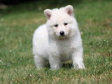 9 chiots Berger Blanc Suisse disponibles à l’achat (LOF)