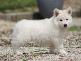 9 chiots Berger Blanc Suisse disponibles à l’achat (LOF)