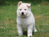 9 chiots Berger Blanc Suisse disponibles à l’achat (LOF)
