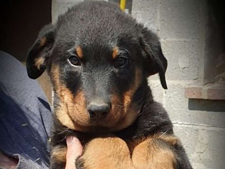 6 chiots mâles Berger de Beauce à réserver (LOF)