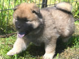 À réserver, des chiots Eurasiers LOF