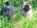 À réserver, des chiots Eurasiers LOF