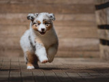 8 chiots Bergers Australiens LOF à vendre