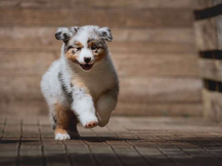 8 chiots Bergers Australiens LOF à vendre