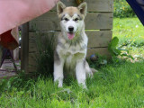 Chiot femelle Malamute d’Alaska LOF disponible à l’achat