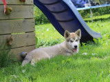 Chiot femelle Malamute d’Alaska LOF disponible à l’achat