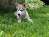 Chiot femelle Malamute d’Alaska LOF disponible à l’achat