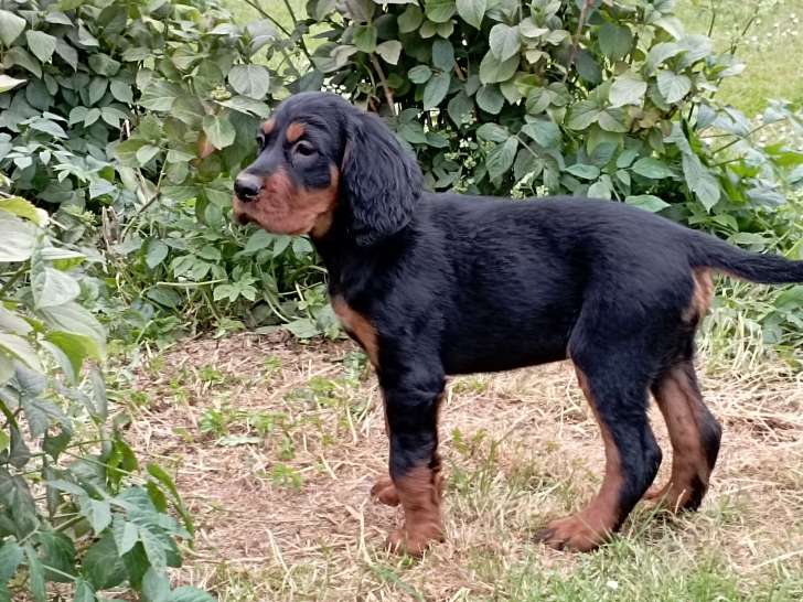 Chiots Setter Gordon LOF à vendre