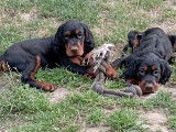 Chiots Setter Gordon LOF à vendre