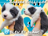 7 chiots Border Collie LOF à réserver