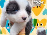 7 chiots Border Collie LOF à réserver