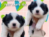 7 chiots Border Collie LOF à réserver