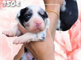 7 chiots Border Collie LOF à réserver