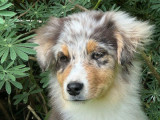 À vendre : 2 chiots mâles Bergers Australiens (LOF)