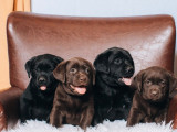Chiots Labradors LOF à réserver