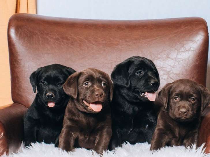 Chiots Labradors LOF à réserver