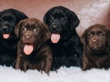 Chiots Labradors LOF à réserver