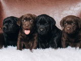 Chiots Labradors LOF à réserver