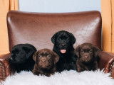 Chiots Labradors LOF à réserver