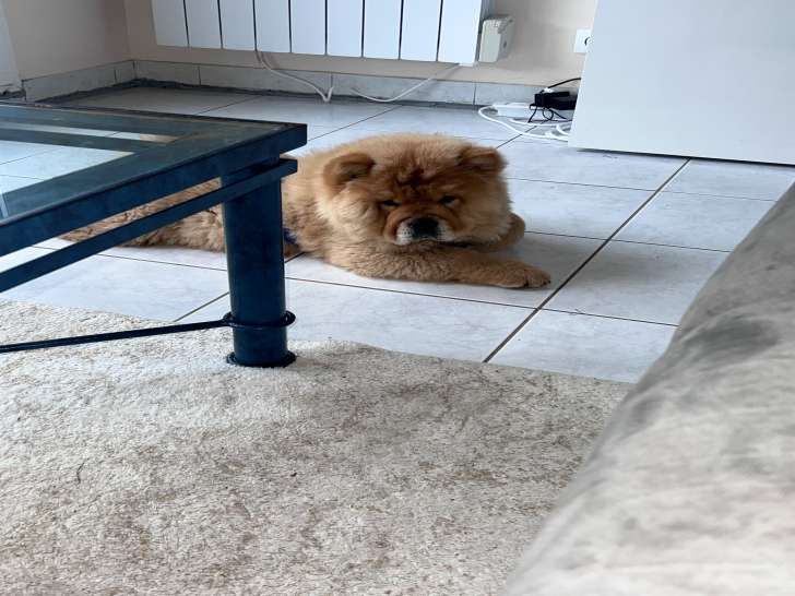 Mâle Chow Chow disponible pour saillie