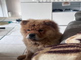 Mâle Chow Chow disponible pour saillie
