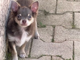 Mâle Chihuahua chocolat et fauve LOF disponible