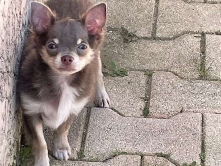 Mâle Chihuahua chocolat et fauve LOF disponible