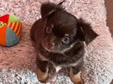 Mâle Chihuahua chocolat et fauve LOF disponible