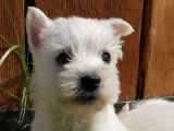 Chiots Westies LOF d’avril 2025 disponibles