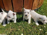 Chiots Westies LOF disponibles en octobre