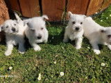 Chiots Westies LOF disponibles en octobre