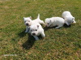 Chiots Westies LOF disponibles en octobre