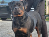 À réserver : Chiots Rottweilers LOF
