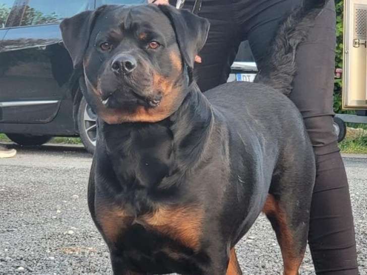 À réserver : Chiots Rottweilers LOF
