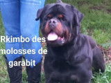 À réserver : Chiots Rottweilers LOF