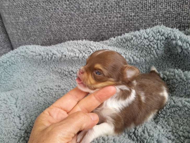 À réserver : Mâles Chihuahuas LOF à poil long