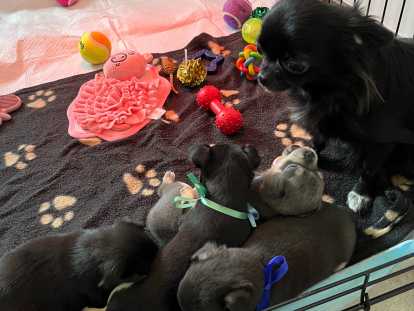 Chiot Chihuahua