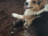Chiots Welsh Corgis Pembroke LOF de mai 2025 à réserver