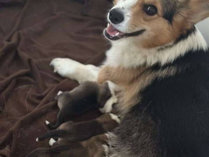 Chiots Welsh Corgis Pembroke LOF de mai 2025 à réserver