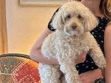 Magnifique Maltipoo mâle de 6 ans disponible pour saillie